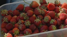 Na predajni 12 eur, na poli za 3 a pár centov. Zistili sme, kde si nazbierate najlacnejšie jahody (TABUĽKA)