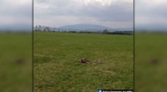 Pytliactvo na Orave: Štvorkolkári podľa polície zrazili srnca a gravidnú srnu a odrezali im nohy