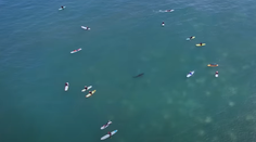 VIDEO: Sú k nám oveľa bližšie, než si myslíme. Dron odhalil pohyb žralokov neďaleko pláží
