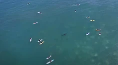 VIDEO: Sú k nám oveľa bližšie, než si myslíme. Dron odhalil pohyb žralokov neďaleko pláží