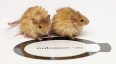 FOTO+VIDEO: Vedci sa snažia „oživiť mamuta“. Podaril sa im prvý krok, umelo vytvorili myši s mamuťou srsťou