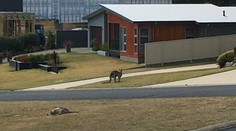 Krutosť vodiča nemá obdobu: Autom zabil v Austrálii 20 kengúr