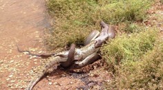 Silnejší vyhráva! Kto podľa vás vyšiel z tohto súboja ako víťaz?