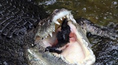 Krokodíl usmrtil pri hromadnom krste pastora
