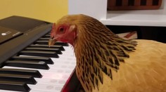 VIDEO: Amerika má talent! Táto sliepka to dotiahne poriadne ďaleko