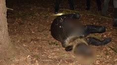 FOTO: Nad obcou Poniky niekto zabil dospelého medveďa