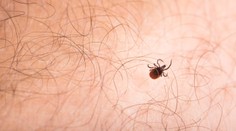 Po uhryznutí kliešťom dostal alergiu na mäso. Tínedžera zabila hovädzia klobása