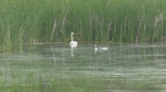 Ornitológovia jasajú: Vzácna labuť po prvý raz priviedla na našom území potomka