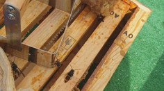 Agresívna hmyzia šelma sa postupne približuje k Slovensku. Obávaný sršeň útočí na včely