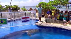 Po krabovi Petrovičovi je tu korytnačka Veľká hlava! Určila víťaza prvého zápasu