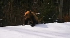 Minúty strachu. Inštruktora lyžovania na zjazdovke prenasledoval medveď