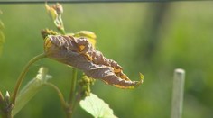 Mraziví svätí potvrdili svoju povesť: Teploty klesli pod nulu, v Nitre poškodili vinohrad