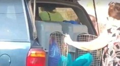 Babička viezla svoje vnučky (7,8) autom zatvorené v psích klietkach