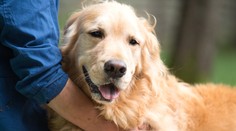 Rozpoznajú stres z dychu. Nové zistenia môžu zefektívniť výcvik psov pre ľudí s posttraumatickými poruchami