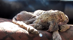 Zúbožené zviera len sotva pripomínalo psa. Pozrite, ako vyzerá dnes