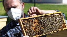 Tento rok majú včely na Záhorí mimoriadne dobrú hostinu. Škodí im však striekanie repky