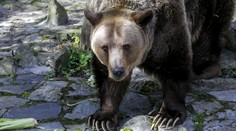 V okolí Žiliny sa pohybuje medveď, miestni dostali varovanie