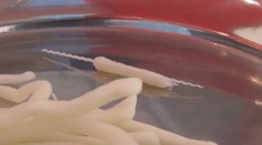 Dávajte si pozor do čoho zahryznete. Malá Vaneska mala obrovské štastie