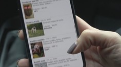 Zamaskovali sme sa a reagovali na niekoľko inzerátov na predaj psov. Zistenia sú šokujúce