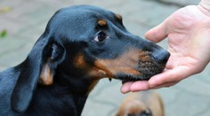 Chlap dokopal šteňa, ostatní sa len prizerali