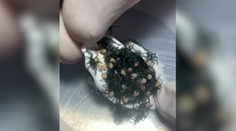 Nič pre arachnofobikov. Zo zámotku vyliezla stovka jedovatých pavúkov