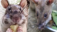 Neuveríte, na čo ich vycvičili: „Hrdinské“ potkany dorazili do americkej zoo