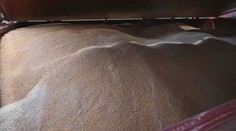 Likviduje ich lacné ukrajinské obilie. Farmárom, ktorí pestujú pšenicu, štát vyplatí mimoriadne dotácie