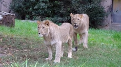 Jednu zo zatúlaných levíc v lipskej zoo museli zastreliť