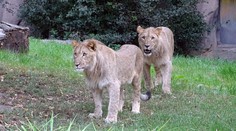 Jednu zo zatúlaných levíc v lipskej zoo museli zastreliť