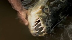 Túto rybu by ste vo vode stretnúť nechceli. Vidieť ju môžete aj u nás, našťastie iba v ZOO