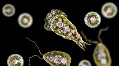 Muž sa vo vode nakazil prvokom, ktorý požiera mozog. Spôsobuje vzácne ochorenie