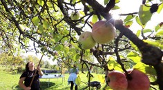 Záhradkárom opadávajú jablká už v auguste. Skúsení ovocinári prezradili zásadnú chybu