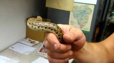 Turisti hotela v Plzni mesiace bývali s hadom