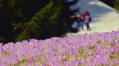 Ružová ulica, fialové lúky. Farebná paráda ohuruje turistov, fotografov aj zaľúbené páriky