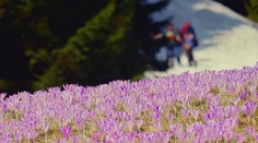 Ružová ulica, fialové lúky. Farebná paráda ohuruje turistov, fotografov aj zaľúbené páriky
