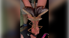 V Austrálii objavili nový druh gigantického hmyzu. Pozornosti doteraz unikal, žije vysoko v korunách stromov