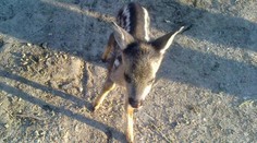 Krásne srniatko zachránila polícia z rúk pytliakov