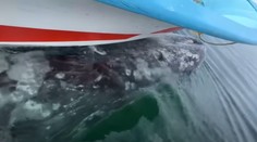 Turisti nakrútili vzácny moment. Veľryba „uniesla“ loď a povozila ich na chrbte