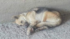 Dvaja tínedžeri zviazali vlčiakovi nohy aj pysk a hodili ho pri Kočiciach do šachty