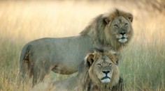 Pytliaci už možno zabili aj ochrancu Cecilových mláďat, brata Jericha