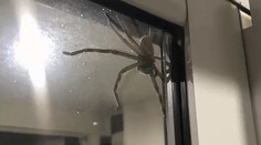 Rodinu vystrašil gigantický pavúk. Takého obrovského lovca ste ešte nevideli