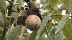 Čas orechov je tu. Naša úroda je síce dobrá, no sebestační zďaleka nie sme