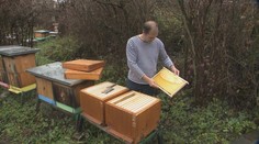 Včelár od Prešova prišiel zo dňa na deň o osem miliónov včiel. Opustili úle, lebo cítili smrť