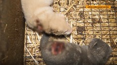 Zábery zo slovenskej norkovej farmy: Toto všetko pre jeden kožuch?!