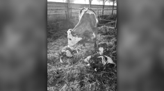 Malý zázrak v ťažkých časoch slintačky a krívačky. V Šuňave sa krave narodili trojčatá