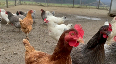 Slovákov čaká prekvapenie v obchodoch. Vajcia prejdú výraznou zmenou