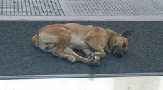 Túlavý pes si vybral novú majiteľku. Čakal na ňu šesť mesiacov