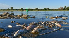 Z rieky Odra vylovili desať ton uhynutých rýb. Odborníci sa nezhodujú na príčine