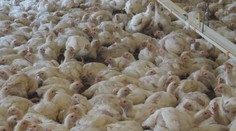 WHO má obavy, že sa bude vtáčia chrípka ľahšie šíriť medzi ľuďmi. V živočíšnej ríši spôsobila spúšť