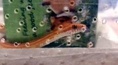 Našiel sa majiteľ hada, ktorý blúdil Kežmarkom. Neuveríte, kedy mu utiekol